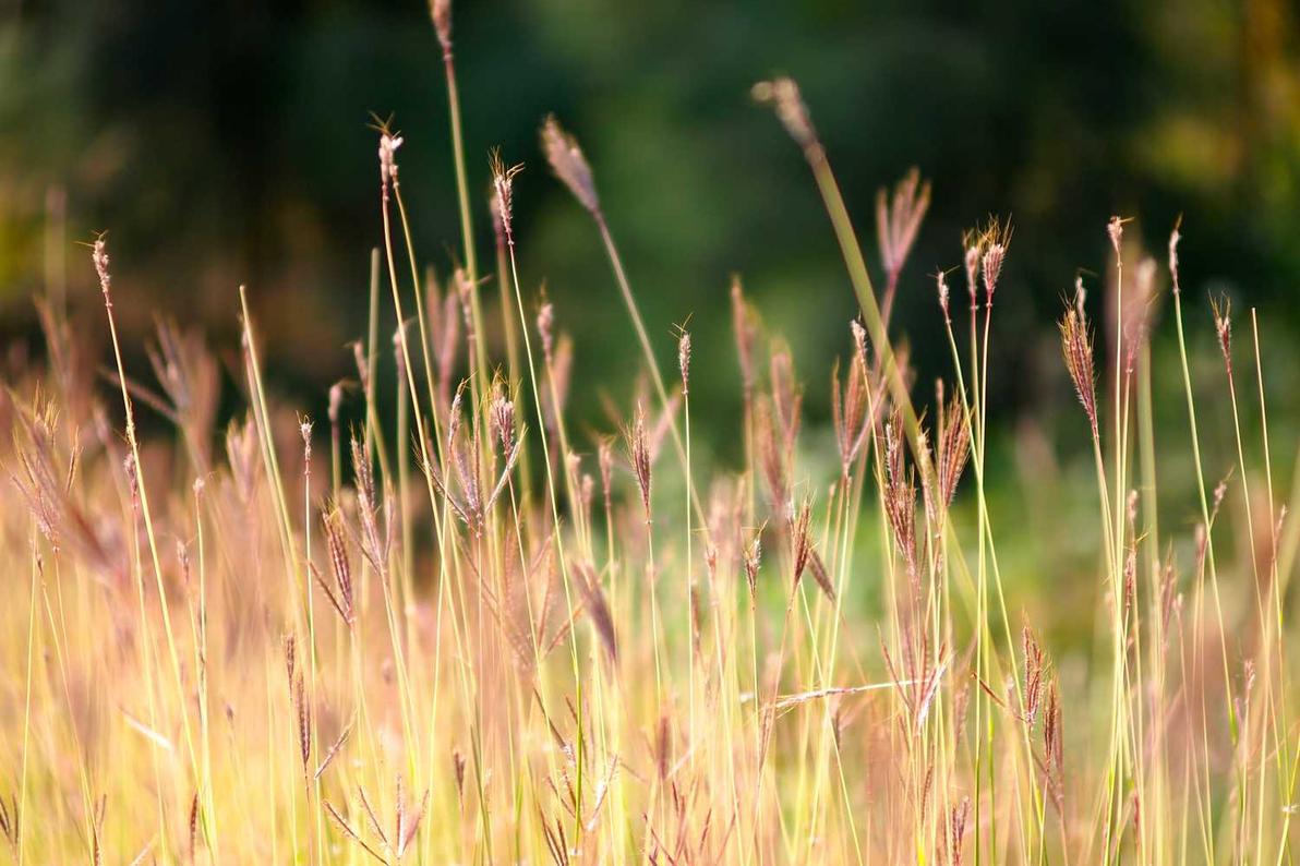 Article sur les tartes aux fraises